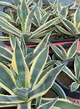 包邮正宗芦荟金边龙舌兰药用带刺盆栽虎皮兰绿植花卉叶片