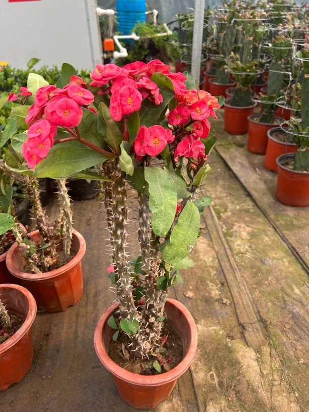 老庄大叶大花虎刺梅麒麟铁杆海棠霸王鞭耐旱耐寒植物花卉绿盆栽