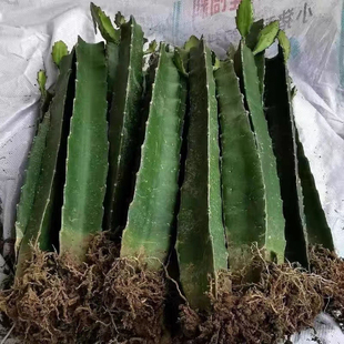 三角柱三棱箭多肉植物可以嫁蟹爪兰钻木嫁接火龙果盆栽仙人球