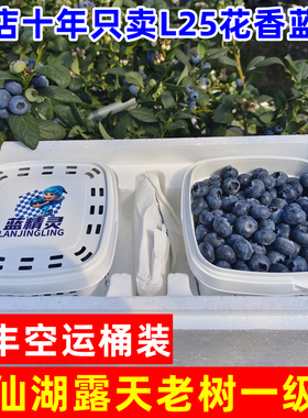 【顺丰空运】云南澄江抚仙湖高山露天L25花香甜蓝莓新鲜现摘水果