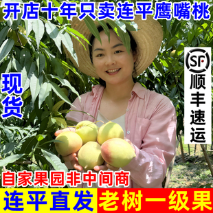 【发顺丰】正宗广东河源连平上坪鹰嘴蜜桃脆甜新鲜水果水蜜毛桃子