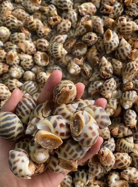 鲜活发货花螺2斤3斤5斤装一斤40粒左右（保鲜不包活）顺丰快递