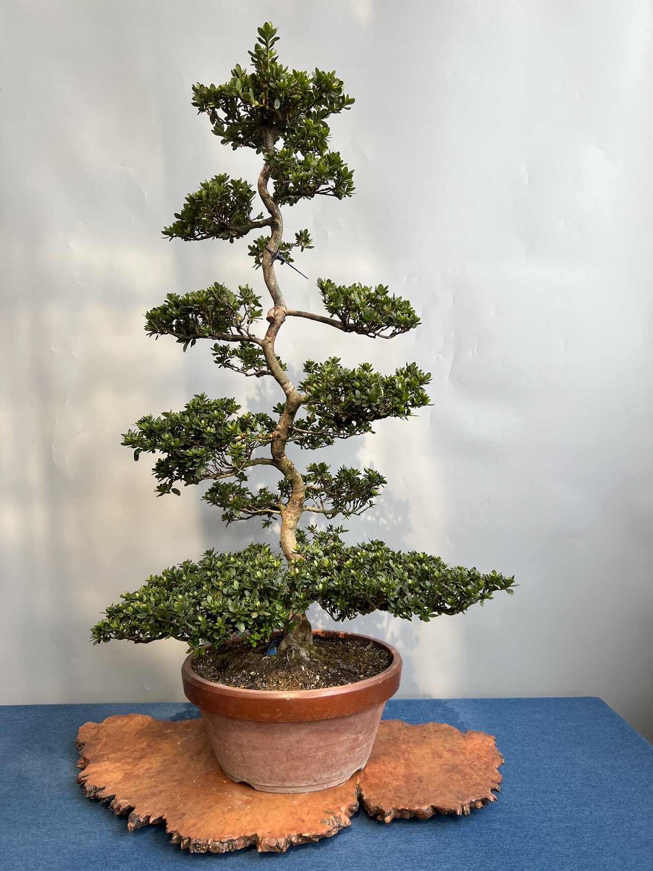 日本进口绿植盆栽皋月杜鹃花鹃之舞