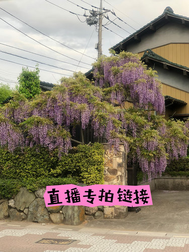 直播产品专拍链接盆景绿植盆栽