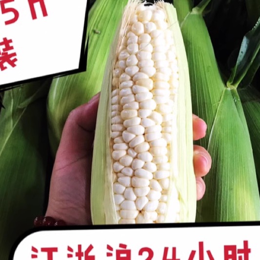 新鲜带皮糯玉米棒农家现摘甜糯白糯软糯浙江嘉兴海宁丁桥8斤装