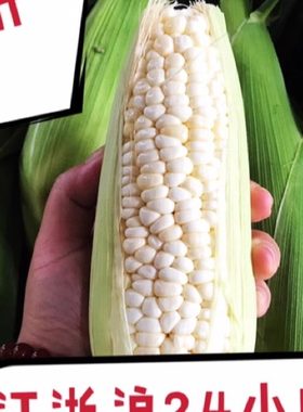 带皮现摘浙江嘉兴斤装糯玉米棒