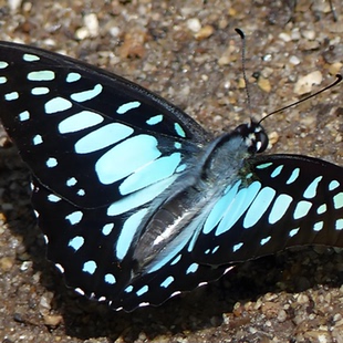 碎斑青凤蝶高端品种蝴蝶活体毛毛虫蚕宝宝蛹饲养套餐学生养殖科普