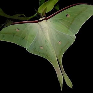 绿尾大蚕蛾天蛾蝴蝶饲养活体幼虫宠物糖宝宝毛虫探索大自然学生版