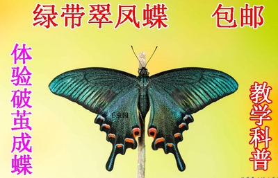 蝴蝶活体绿带毛毛虫宝宝饲养套餐