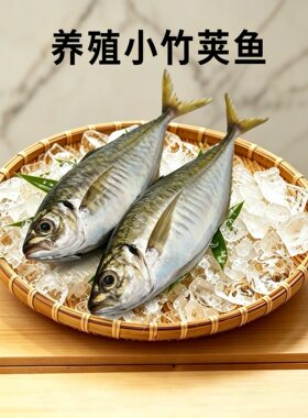 养殖小竹荚鱼刺身居酒屋专用