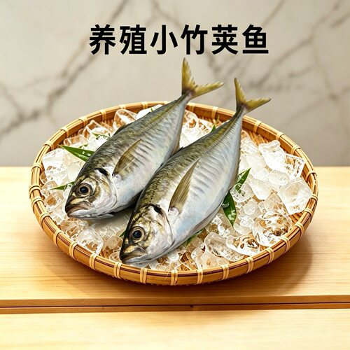 养殖小竹荚鱼刺身居酒屋专用