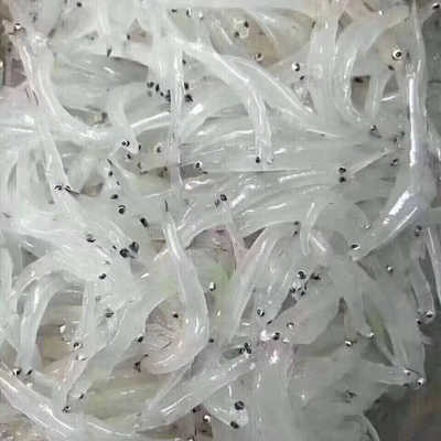 东山岛本港小银鱼400g 新鲜海鲜水产顺丰冷链包邮