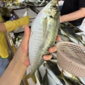 蓝圆鲹 竹夹鱼 土豪巴浪 蛋白氨基酸 东山岛生态养殖巴浪鱼