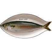 花仙鱼碳烤干煎刺身 日本鲭 冰鲜发货 鲭鱼 东山岛生态养殖青花鱼