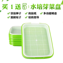 豆芽发芽芽苗菜育苗盘家用水培盘盆1