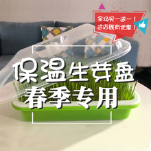 豌豆芽发芽芽苗菜育苗盘家用水培盆1