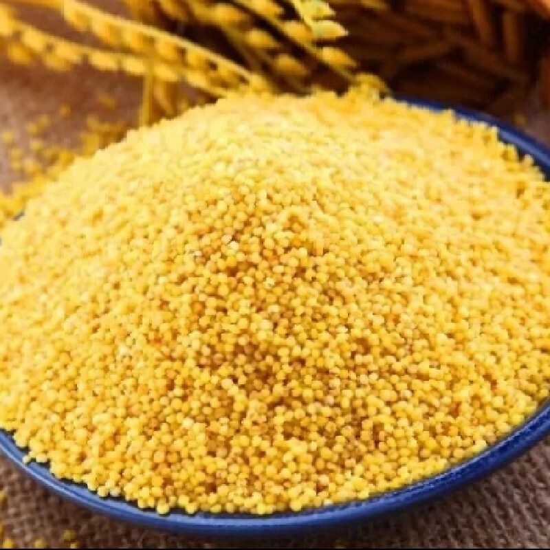 黄小米河北保定易县狼牙山特产5小米