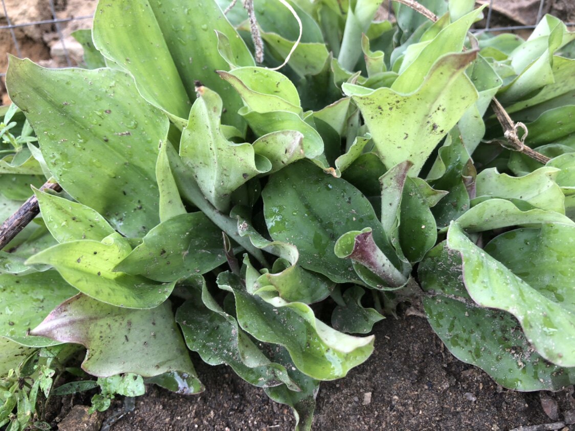 沙姜种苗盐焗鸡调味佐料盆栽菜园绿植满包邮