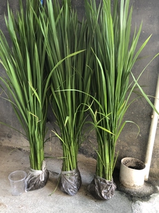 科研水稻高大叶宽植株整株带根带土发货实验专用满包邮
