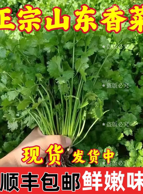 【顺丰包邮】新鲜现摘香菜农家自种老品种芫荽山东铁杆净重5斤