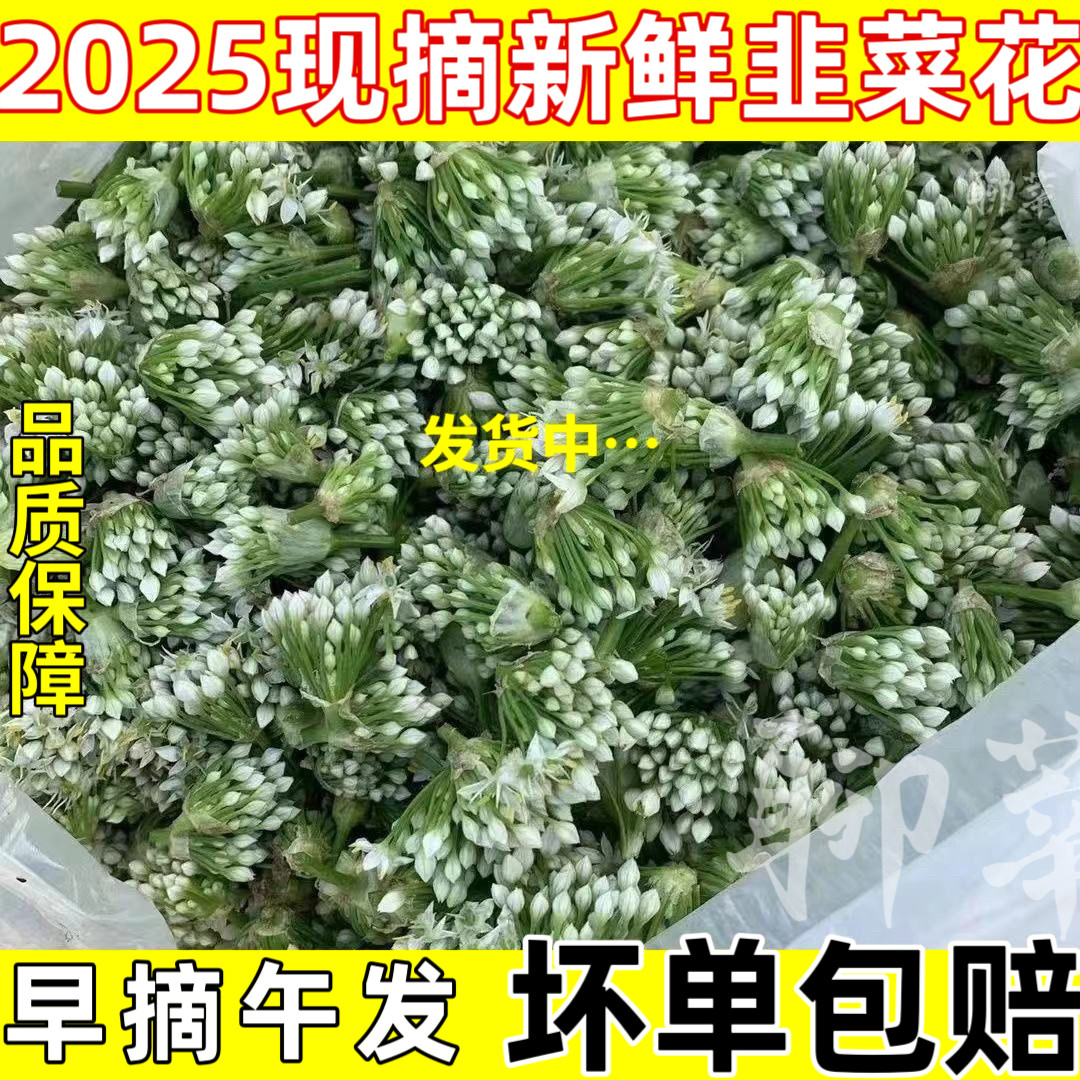 新鲜韭菜花山东现摘现发农家自种嫩韭花韭菜苔韭花酱
