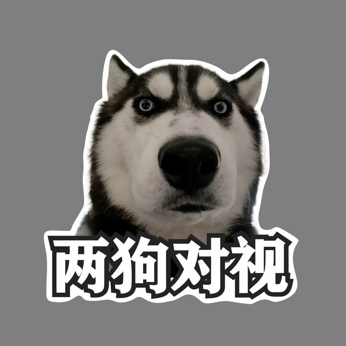 哈士奇表情两狗对视车贴搞笑表情包机车后尾装饰划痕贴不干胶贴纸