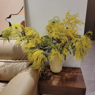 神仙家~羽叶金合欢~可做干花