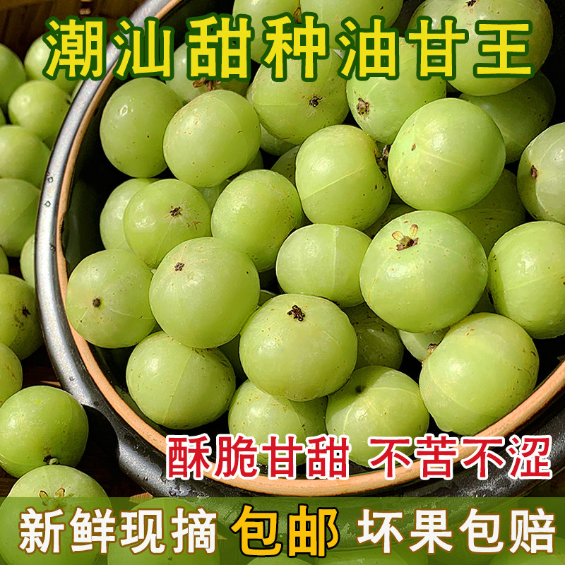 新鲜现摘潮汕甜种油甘果余甘果子牛甘果玉油柑滇橄榄一斤装包邮