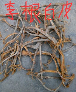 中药材 李根白皮500克野生无硫包邮