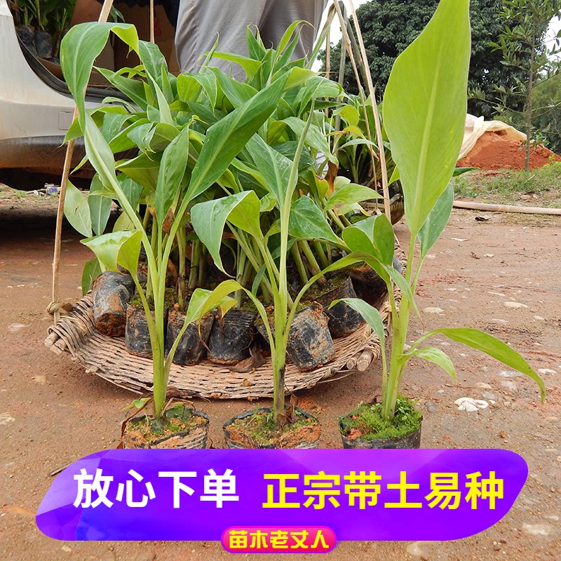 红香蕉苗新品种皇帝蕉粉蕉矮化高产南方带土耐寒庭院绿植广西热卖