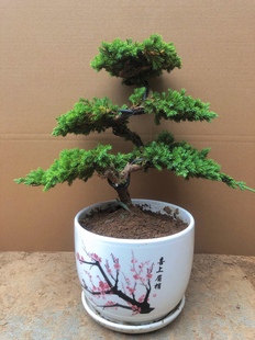 迎客松造型地柏松树盆景树办公桌阳台窗台景观树盆栽美观净化空气