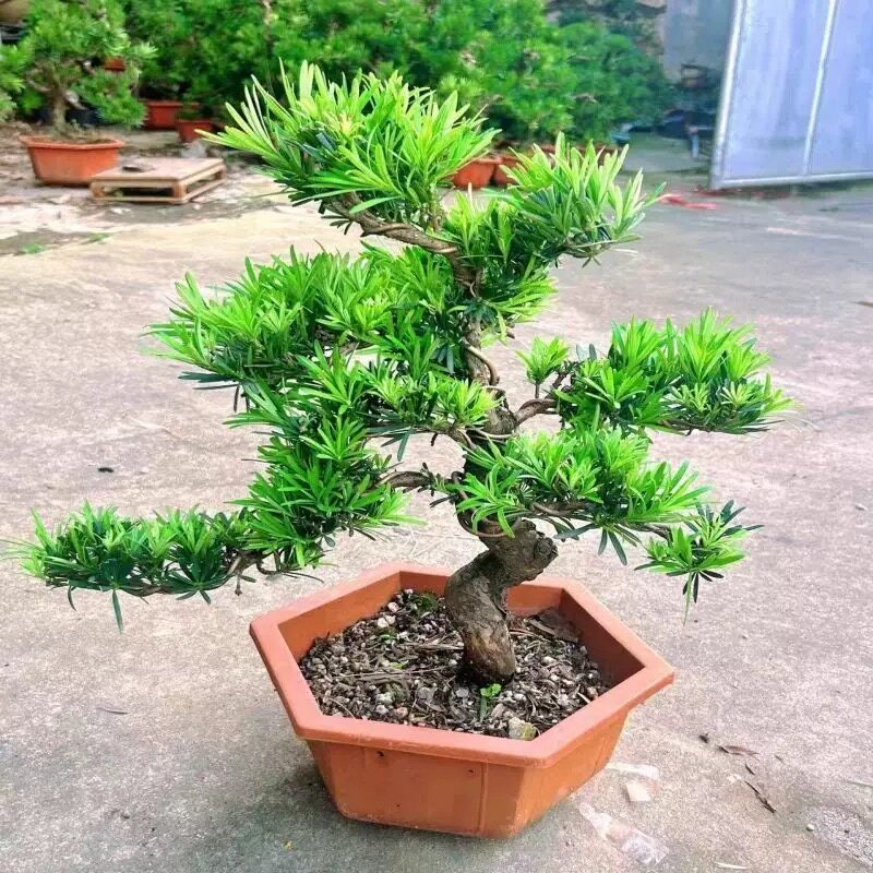罗汉松树苗雀舌小叶庭院别墅阳台地栽可造型室内外盆栽盆景绿植物