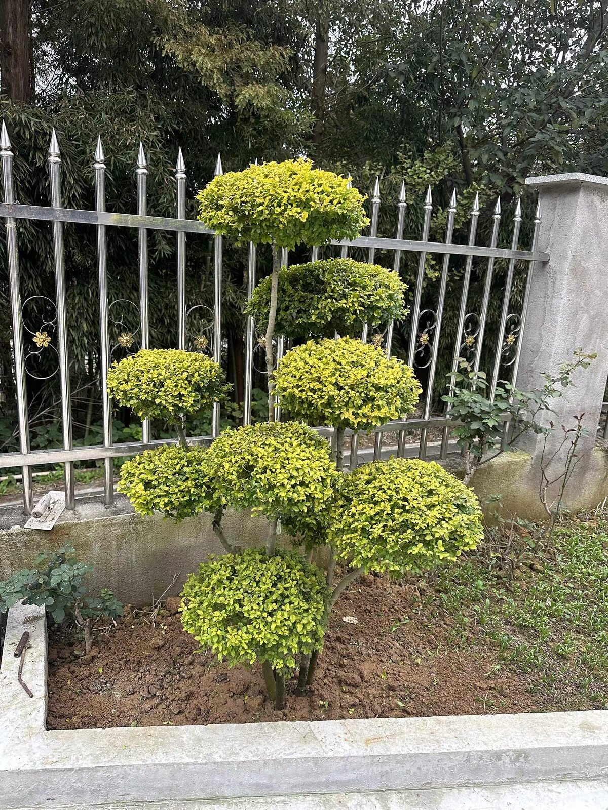 亮晶小叶女贞球金叶棒棒糖形多球造型树别墅庭院花镜植物四季常青