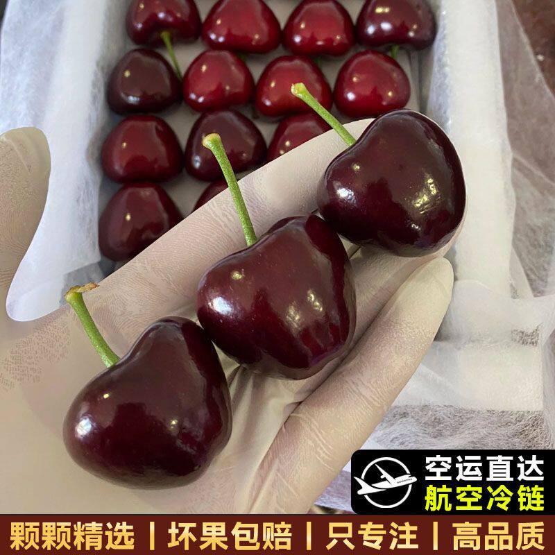 陕西金峪大樱桃新鲜水果现摘发车厘子