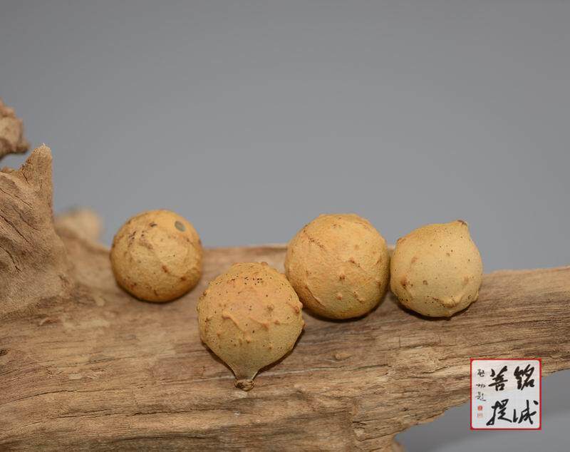 【铭诚菩提阁】通天眼菩提子精选金黄色通天眼菩提子原料单颗手串