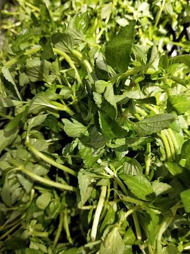 云南德宏野菜特产傣味凉拌香菜