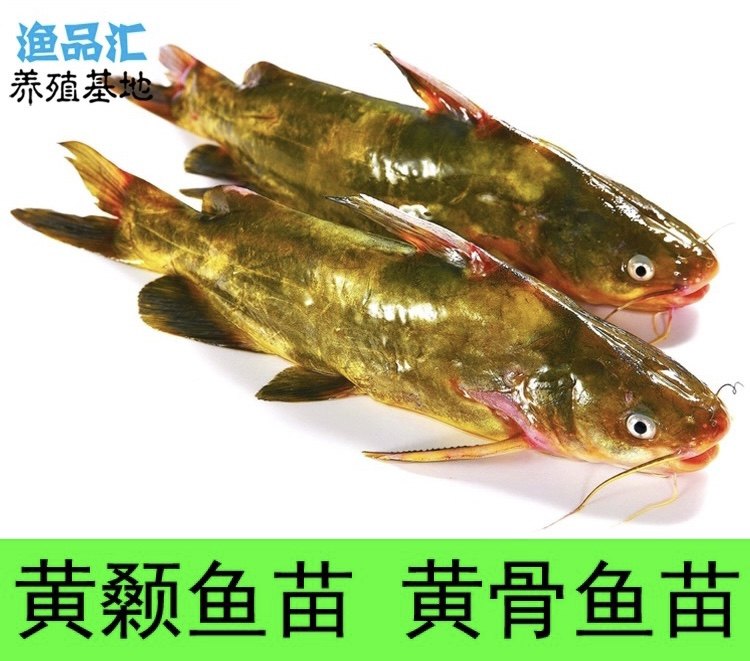 全雄性黄骨鱼苗黄辣丁 黄颡鱼黄腊丁黄丫头黄公鱼淡水养殖活体鱼