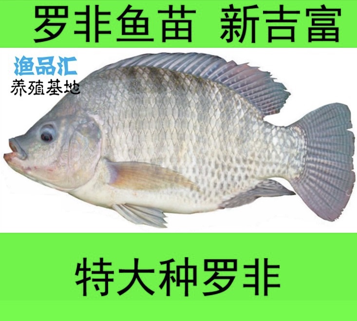 特大雄性生长快抗病力奥尼鱼苗图片