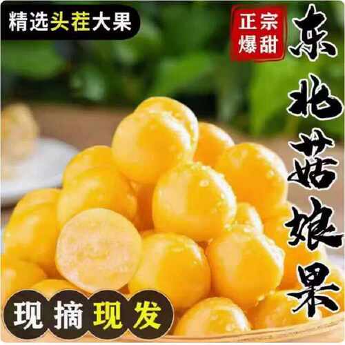 东北黑龙江菇娘果黄灯笼果黄皮薄皮新鲜采摘甜蜜多汁时令应季水果