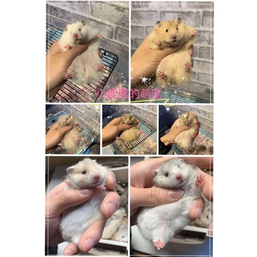 金丝熊纯银质量怎么样 金丝熊纯银口碑怎么样 小麦优选