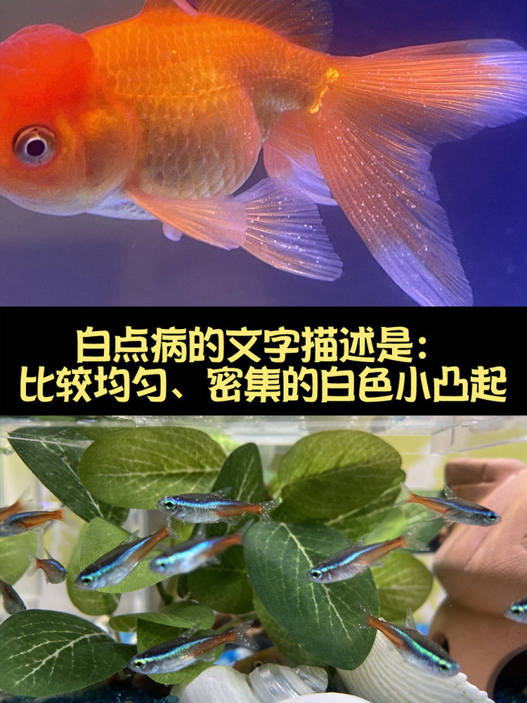 观赏鱼白点病小瓜虫治疗白点灵白点净淡水热带冷水鱼预防水剂鱼药