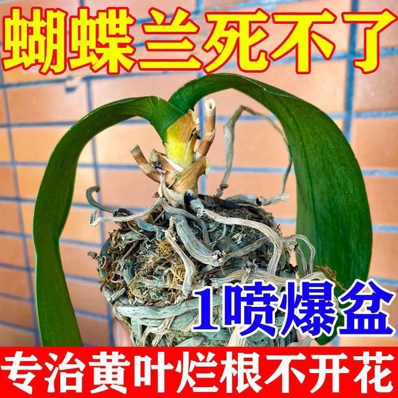 微量元素水溶肥料生根蝴蝶兰【免稀释】快速促花剑开花肥营养液