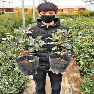 金边瑞香盆栽室内花卉耐寒植物花苗瑞香花苗盆景大苗四季带花包邮