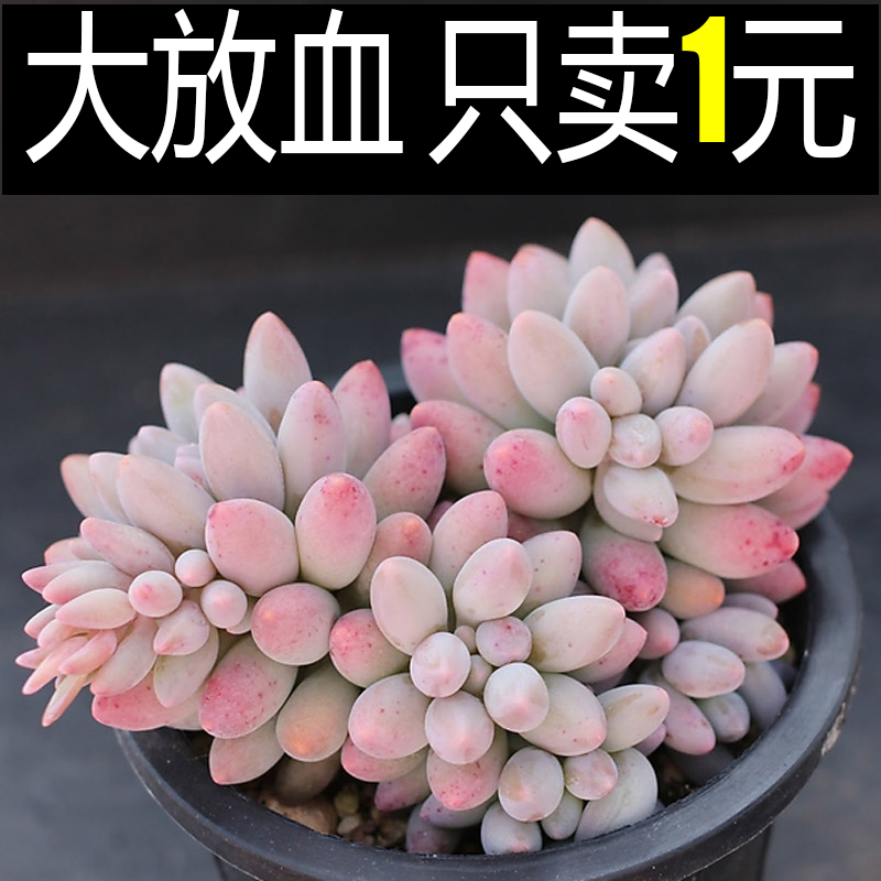Ó¤¶ùÊÖÖ¸¶àÈâÖ²ÎïÇ®´®ÐÂÊÖ×éºÏÅèÔ԰칫ÊÒÄÚÑǫ̂԰ÒÕ»¨»ÜÂÌÖ²ÃÈÈâ