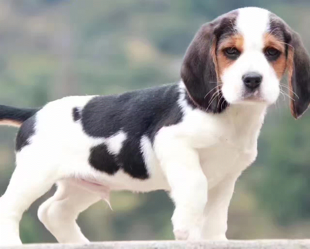 猎犬幼犬猎兔犬价格 猎犬幼犬猎兔犬图片 星期三 猎犬幼犬猎兔犬价格 猎犬幼犬猎兔犬图片 星期三