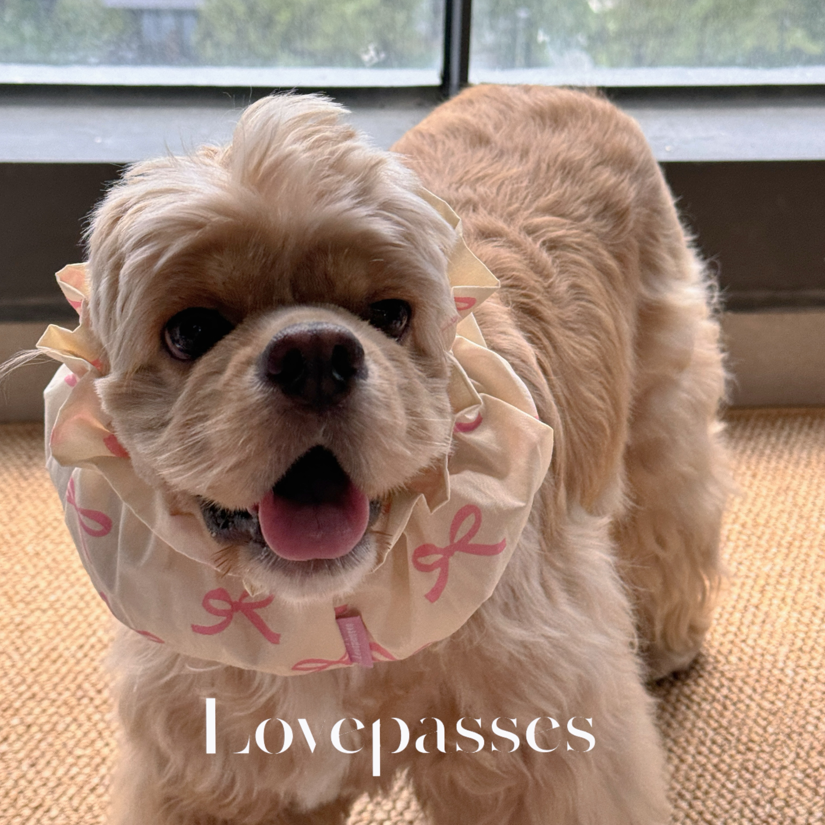 Lovepasses大耳朵狗吃饭防脏耳套