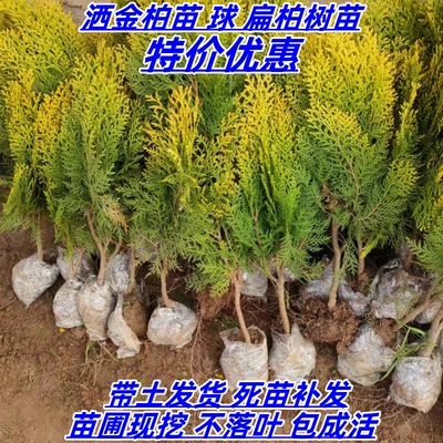 庭院绿化树苗侧柏四季种植多年生