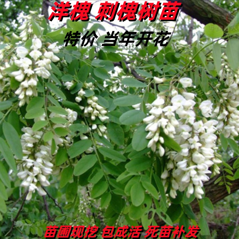 刺槐树苗洋槐花树苗槐花树苗南北方庭院护坡固土行道树当年开花 鲜花速递/花卉仿真/绿植园艺 行道树/乔木 原图主图