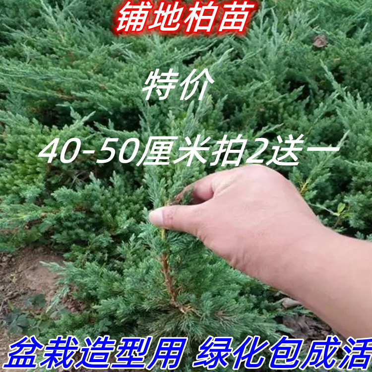 铺地柏爬地柏松柏沙地柏苗盆景造型用盆栽花卉耐寒四季常青绿化苗