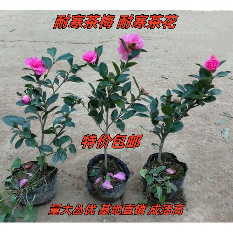 茶梅花苗树苗四季花卉室内外庭院绿植耐冻茶花行道篱笆绿化树苗